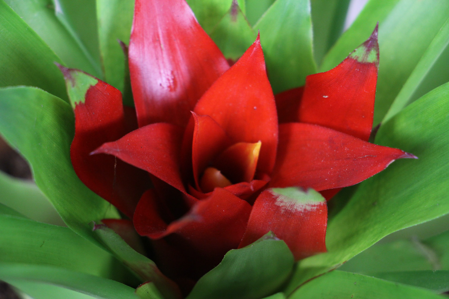 鸿运当头叶子有黄斑是如何回事