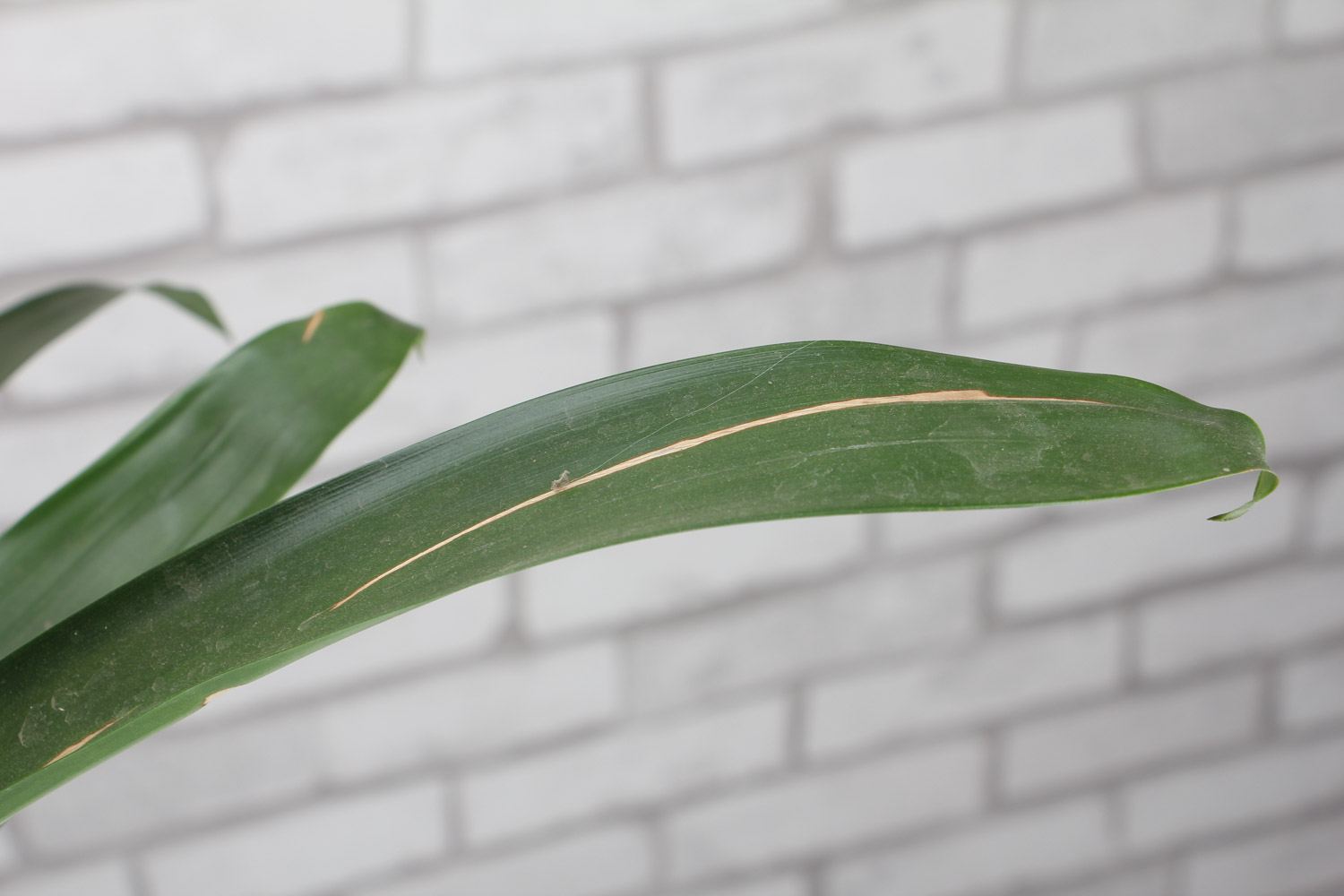 鸿运当头叶子有黄斑是如何回事