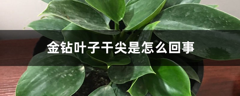 金钻叶子干尖是如何回事