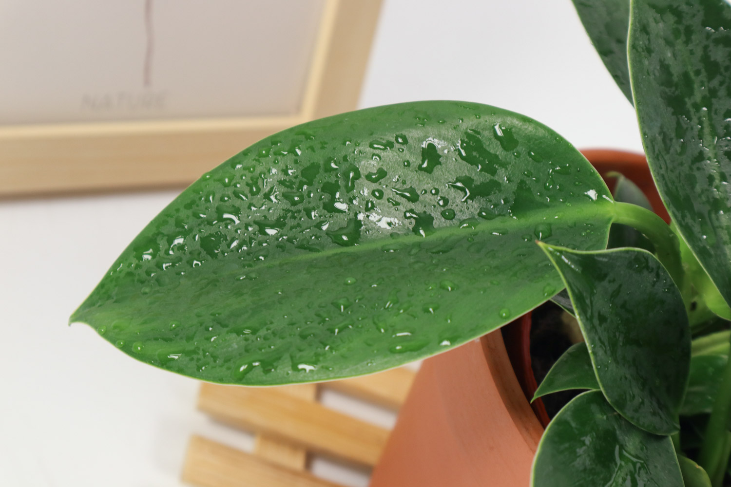 金钻 金钻叶子干尖是如何回事