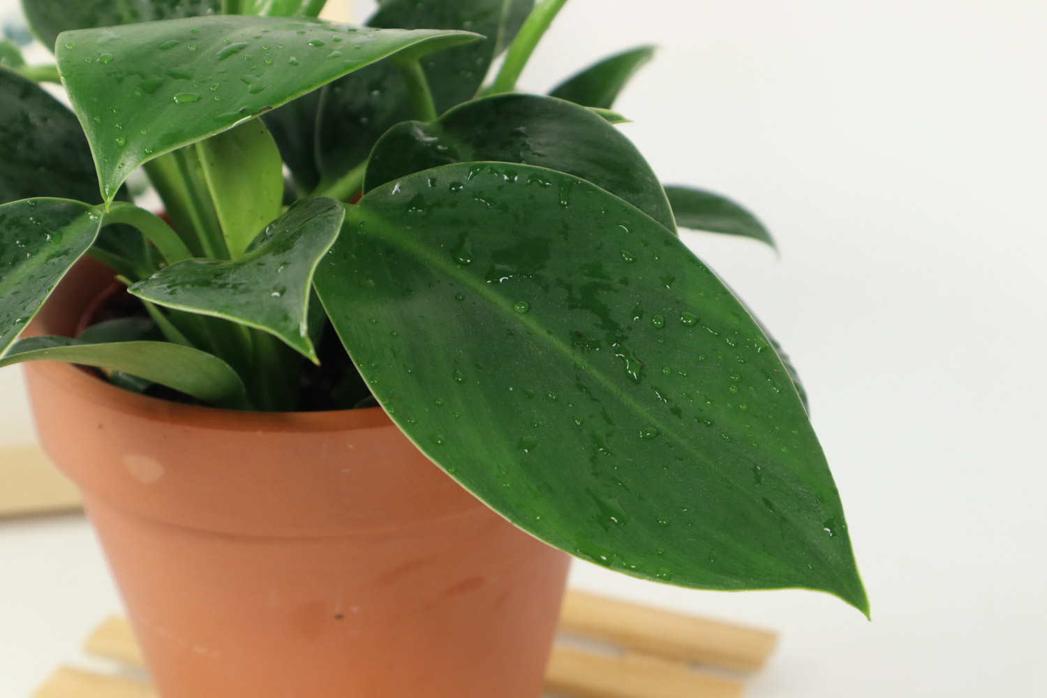 金钻叶子外卷如何办