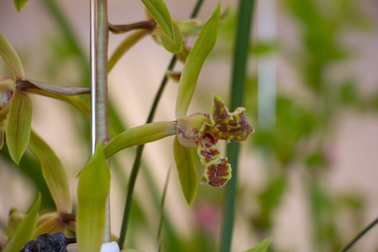 兰花叶子尖发黑如何办