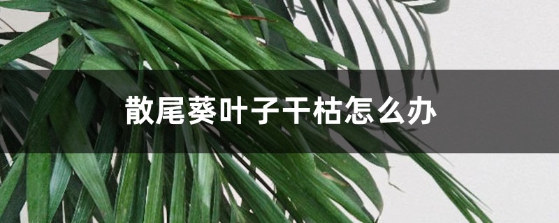 散尾葵叶子干枯如何办