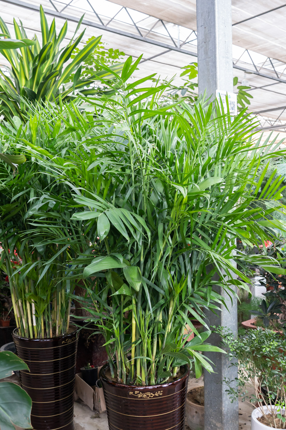 散尾葵叶子干枯如何办