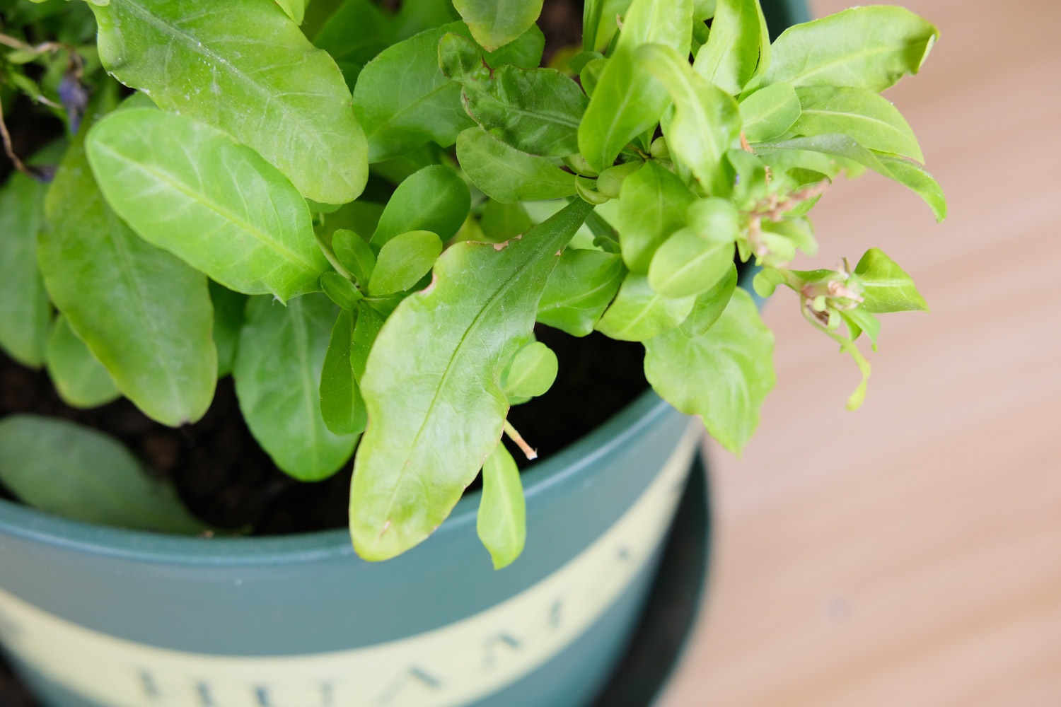蓝雪花叶子焉了如何办