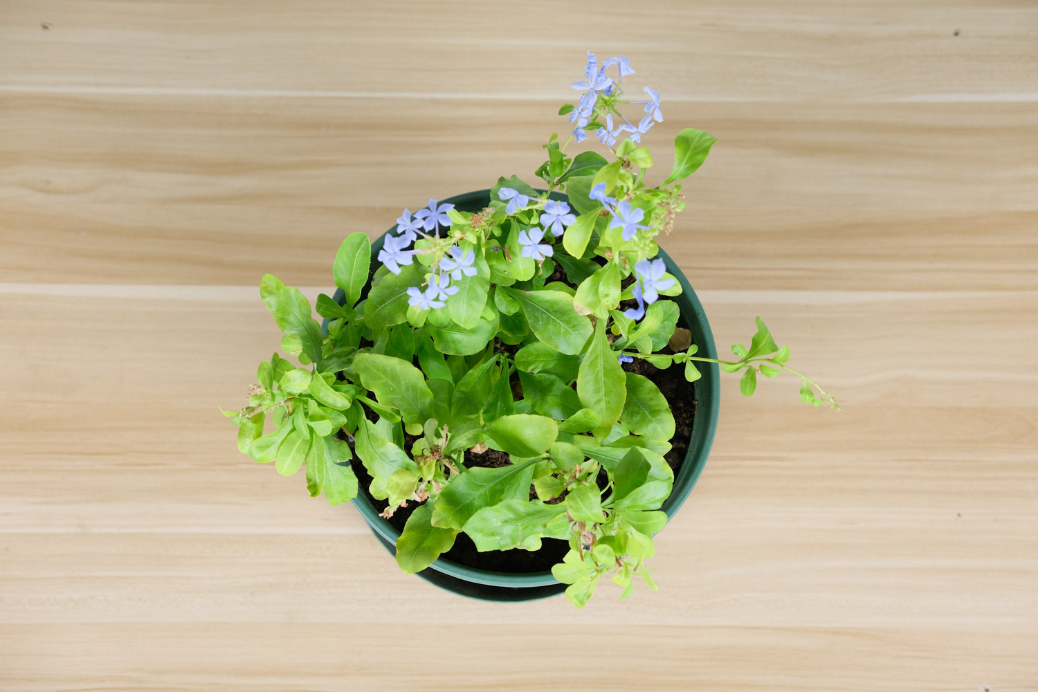 蓝雪花叶子焉了如何办