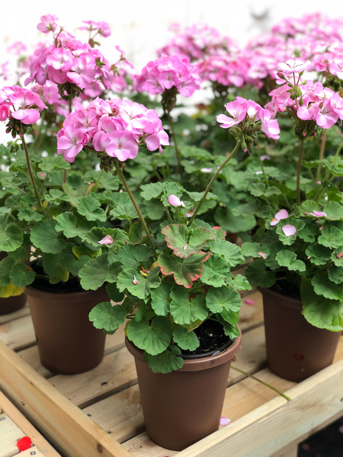 天竺葵 天竺葵如何不开花