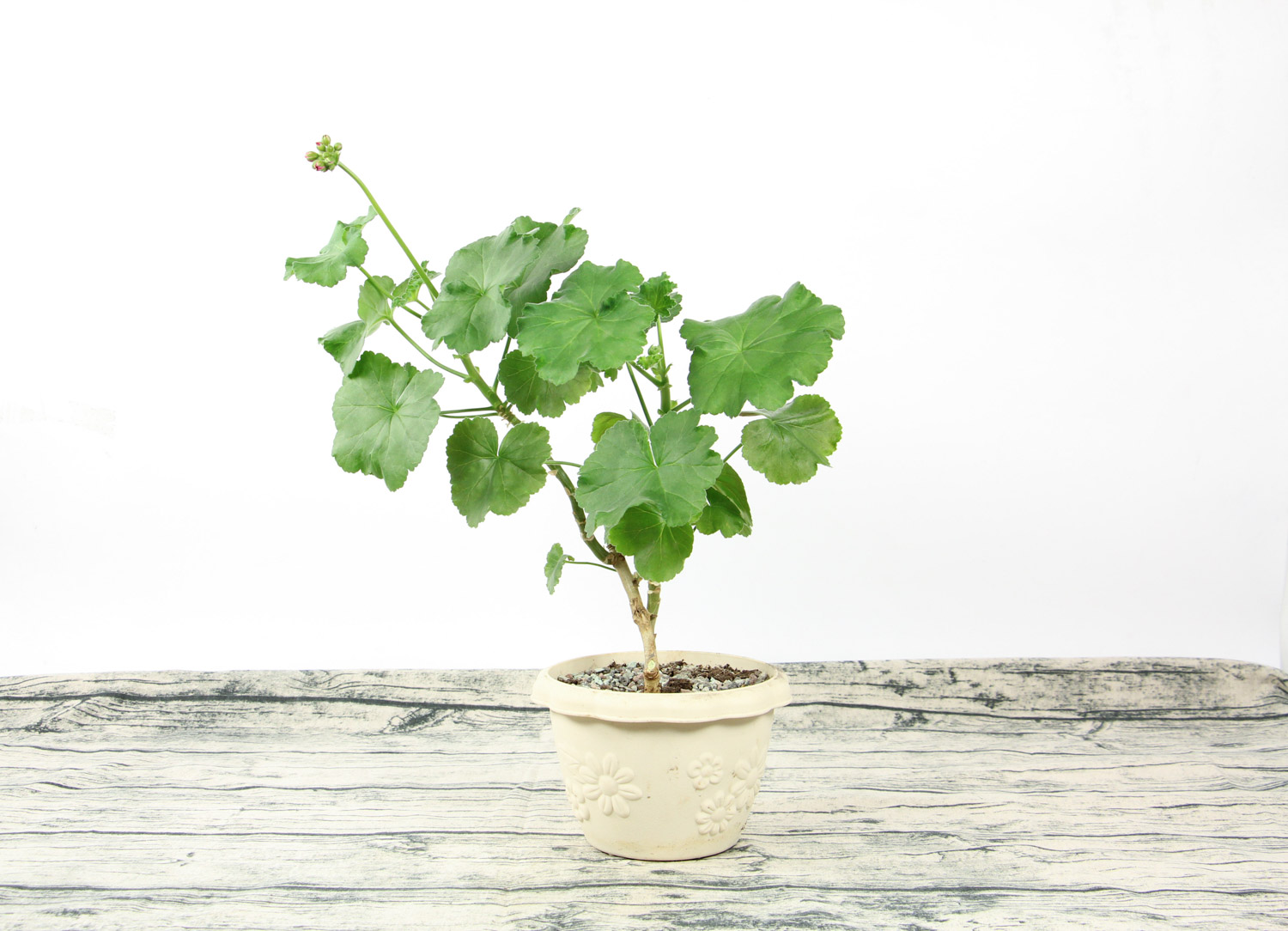 天竺葵 天竺葵如何不开花