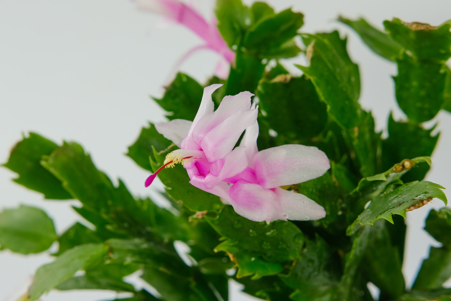 蟹爪兰叶子发软如何办