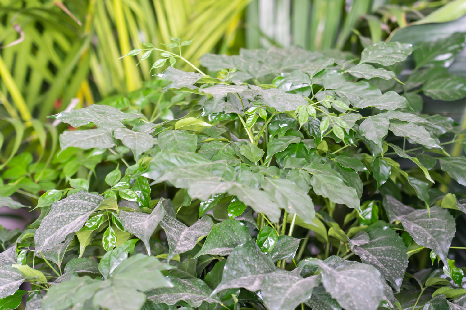 幸福树 幸福树掉叶子是如何回事