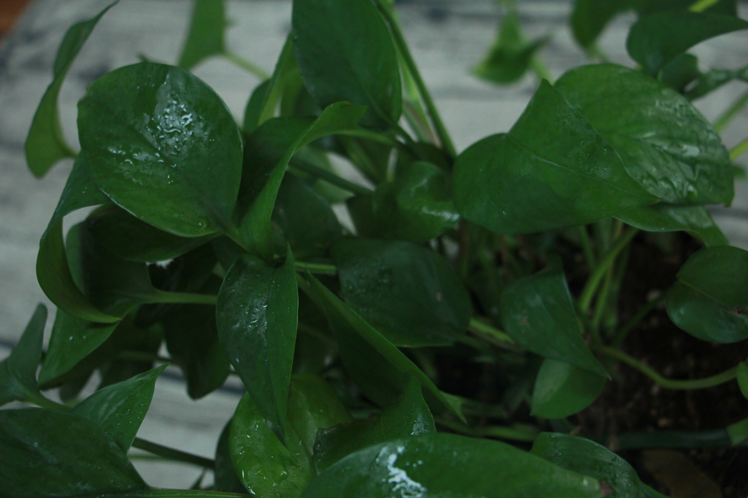 绿萝 快死的绿萝别扔,咔嚓一剪刀,1个月后再次绿油油!