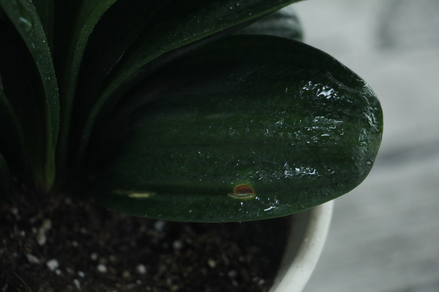 君子兰“夹箭”不要怕，做好这几点，花开的硬挺叶子还油绿！