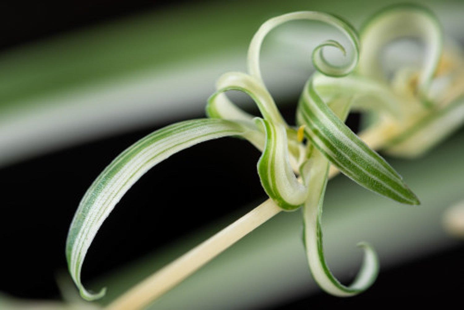 “吊兰”开花寓示“好运”，看看你家吊兰为何不开花？