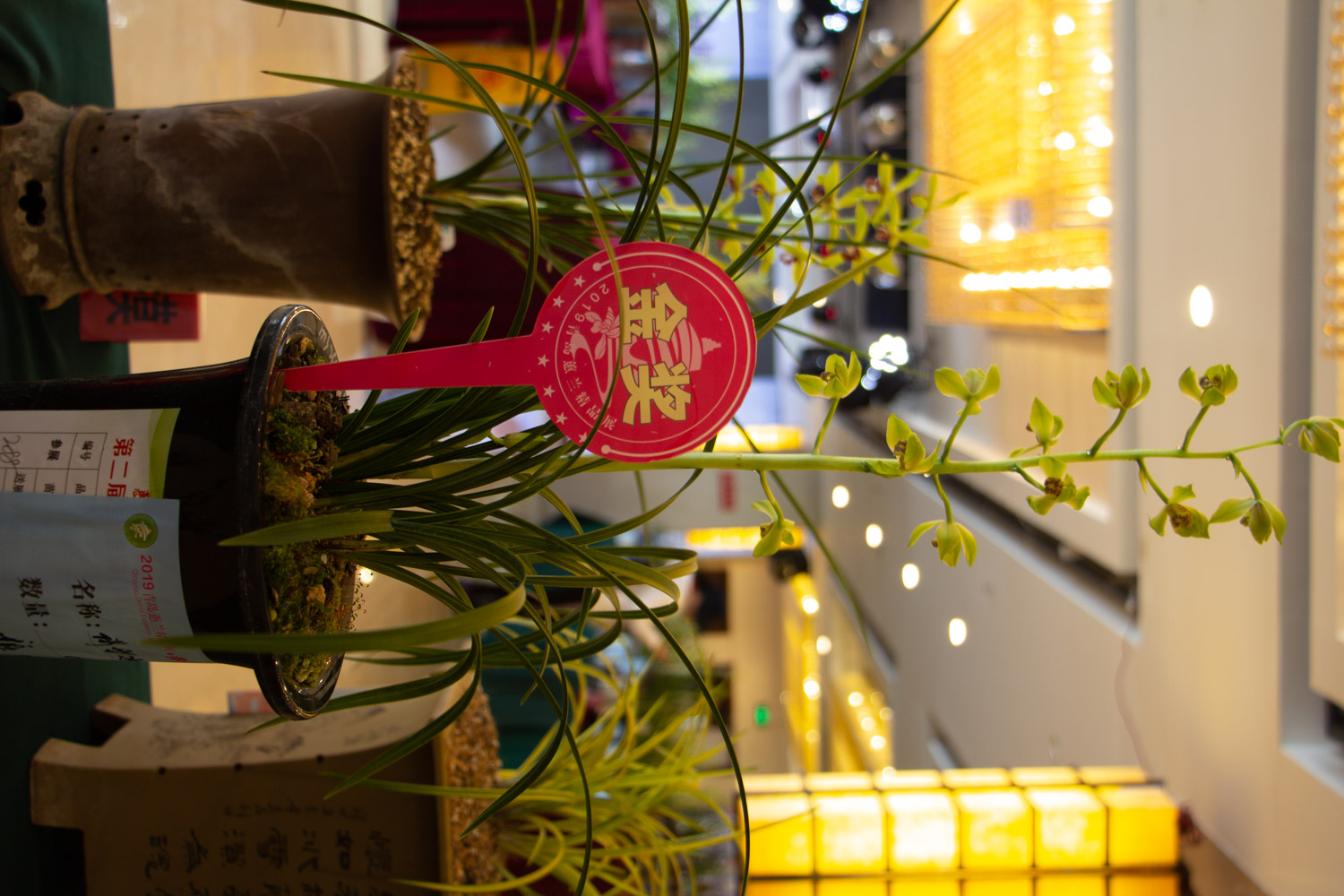 兰花 家里兰花养了2年还不开花,留意这5点,开花不用愁!