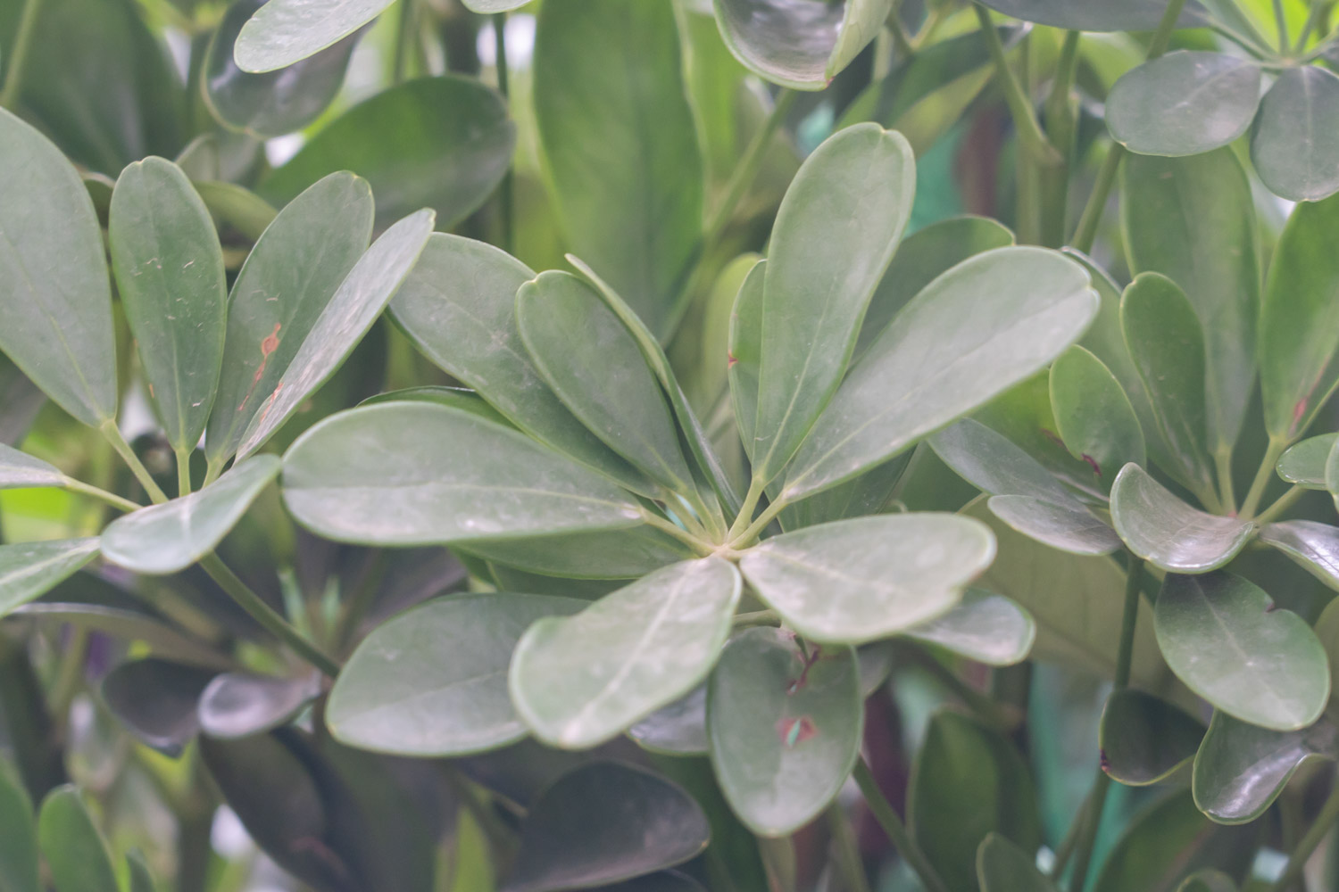 鸭掌木掉叶子什么原因