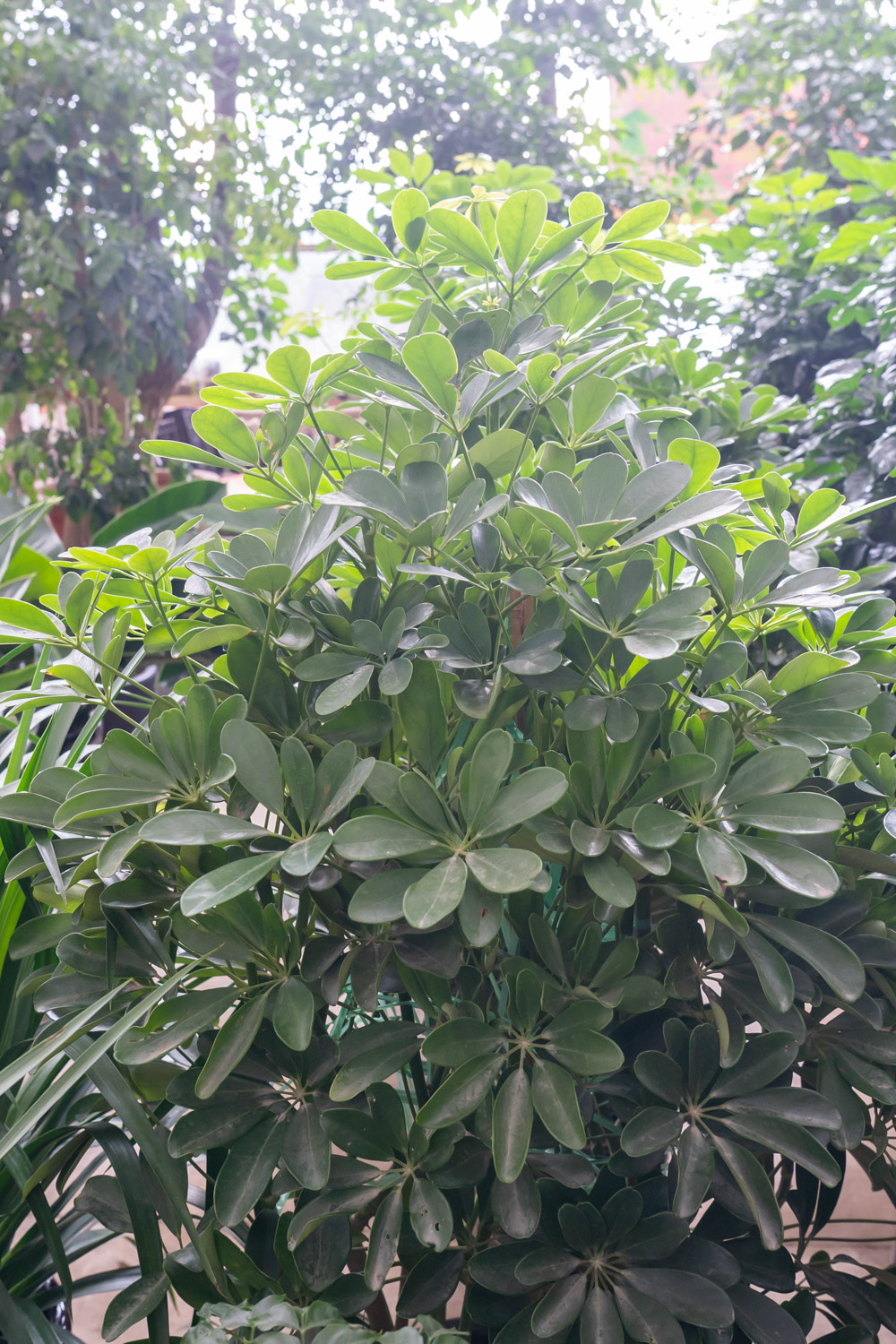 鸭掌木掉叶子什么原因