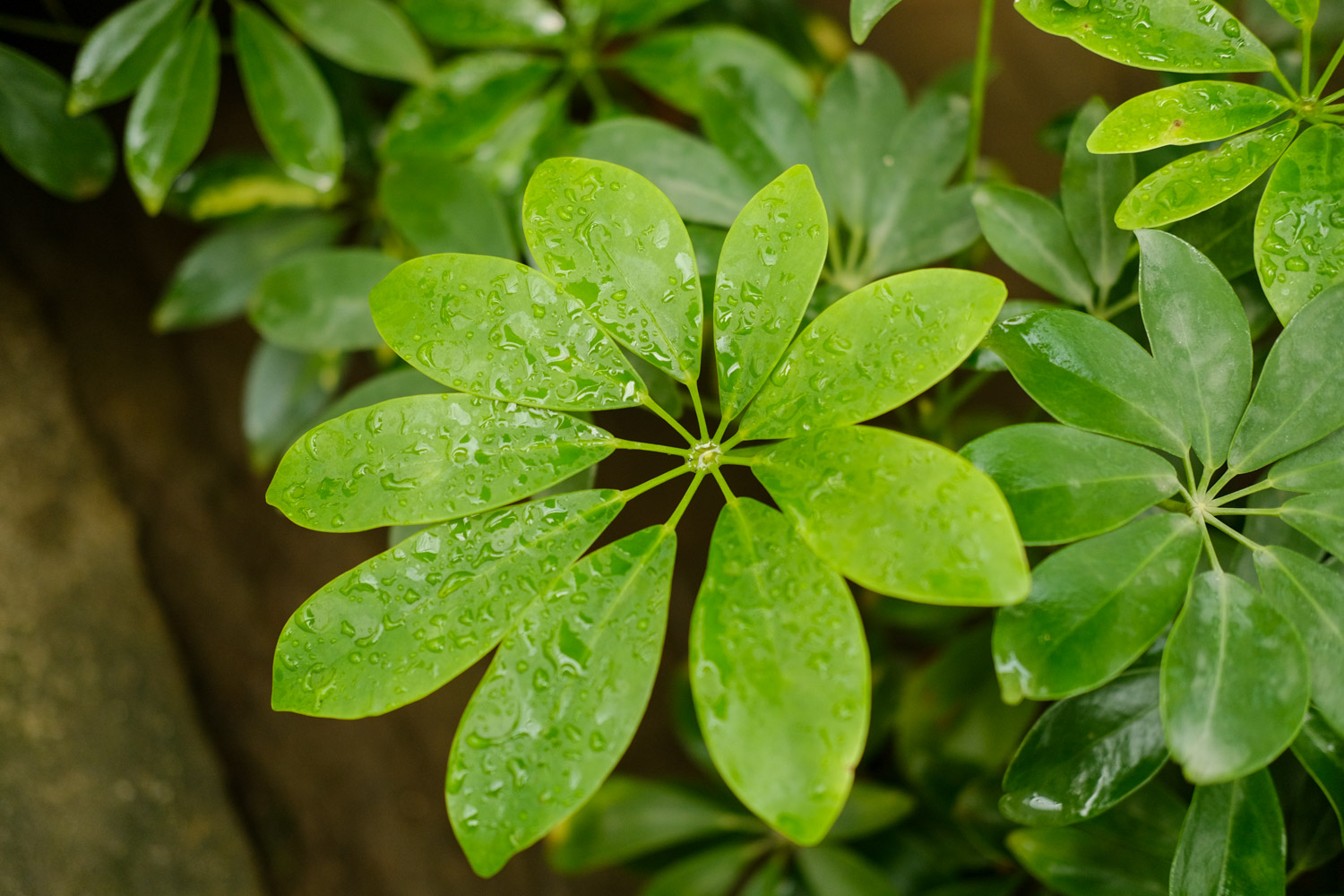 鸭掌木掉叶子如何处理