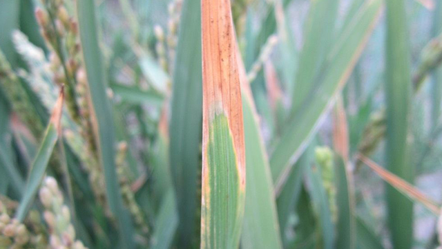 水稻叶子发红如何治