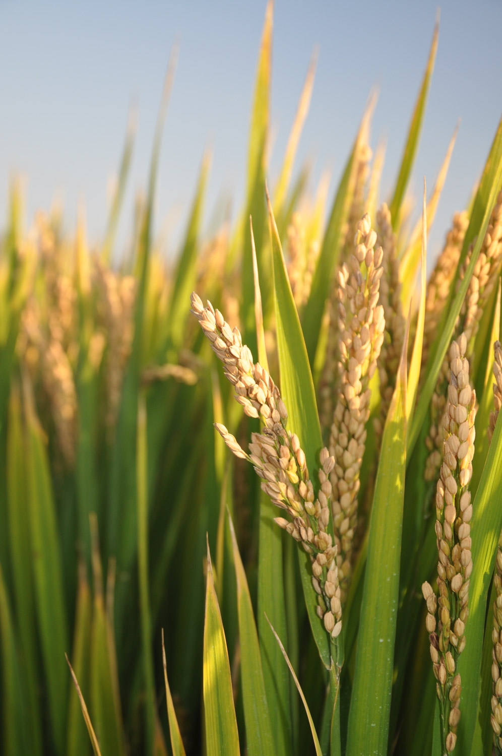 水稻叶子发红如何治