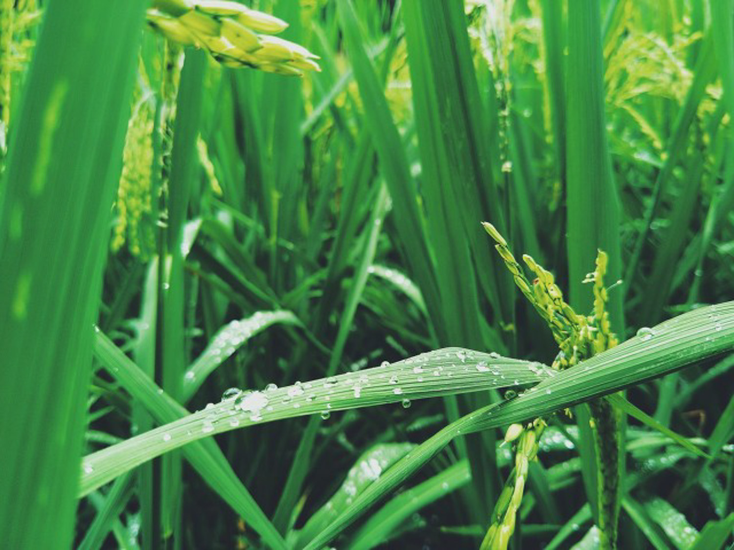 水稻叶子发红如何治