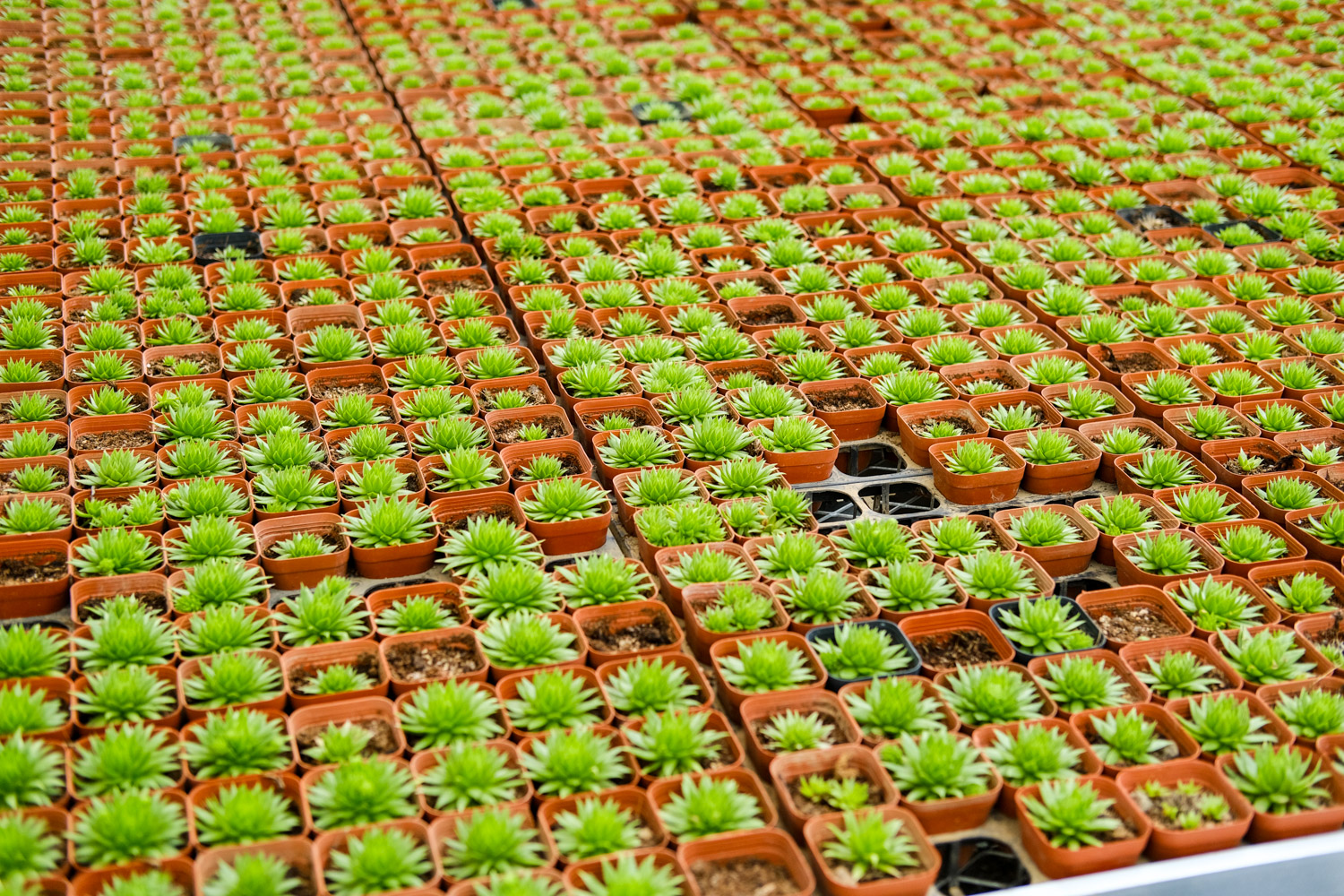 多肉掉叶子是如何回事