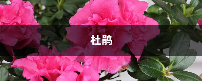 杜鹃花“掉叶”如何办？做好这5点，盆盆开花满枝头！