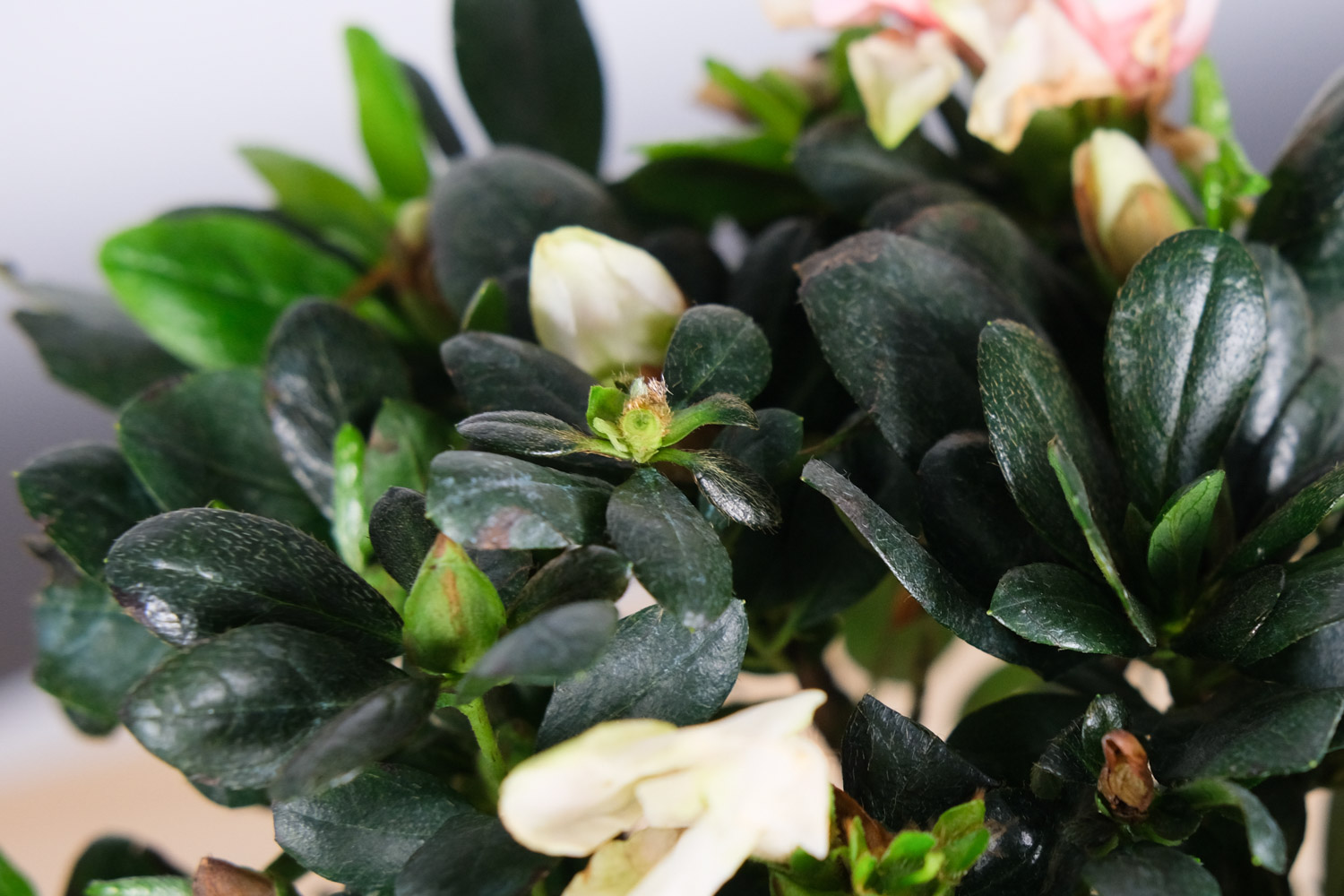 杜鹃花“掉叶”如何办？做好这5点，盆盆开花满枝头！