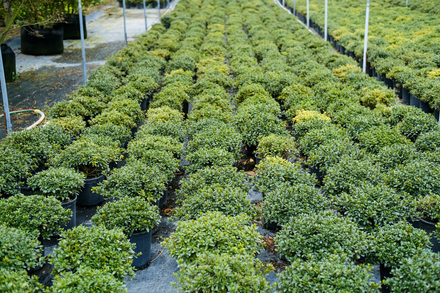 杜鹃花“掉叶”如何办？做好这5点，盆盆开花满枝头！