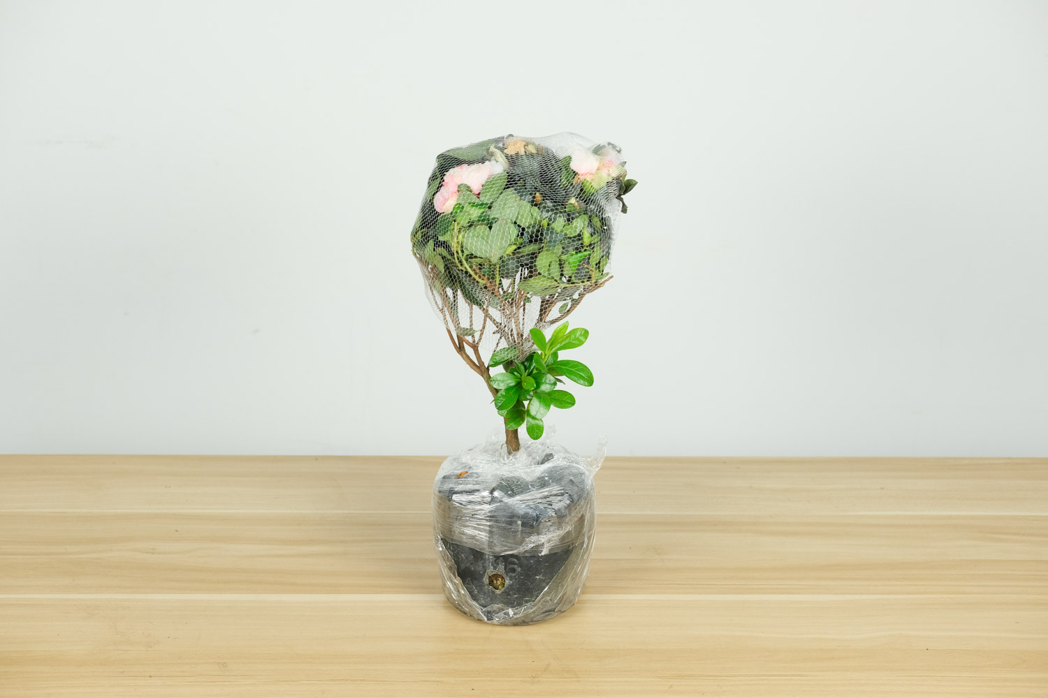 杜鹃花“掉叶”如何办？做好这5点，盆盆开花满枝头！