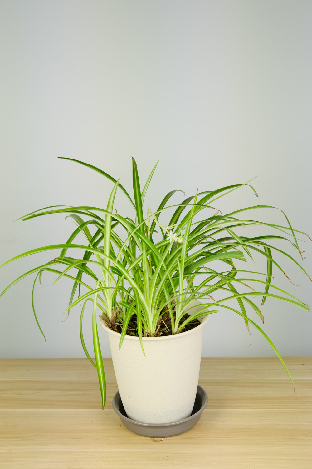 吊兰根部发黑腐烂如何办