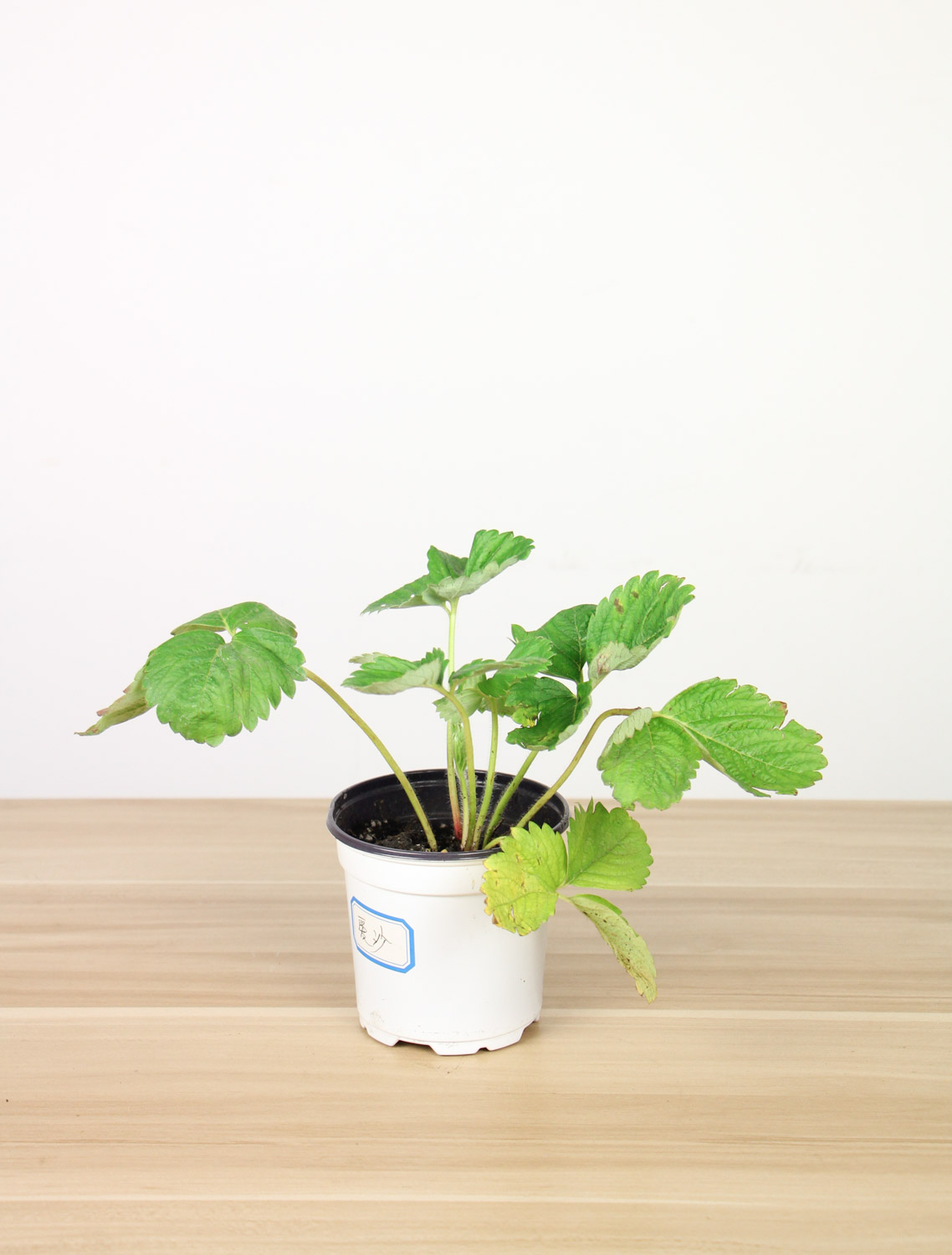 三角梅在秋季总徒长不开花？留意这3点，30天长出小花苞