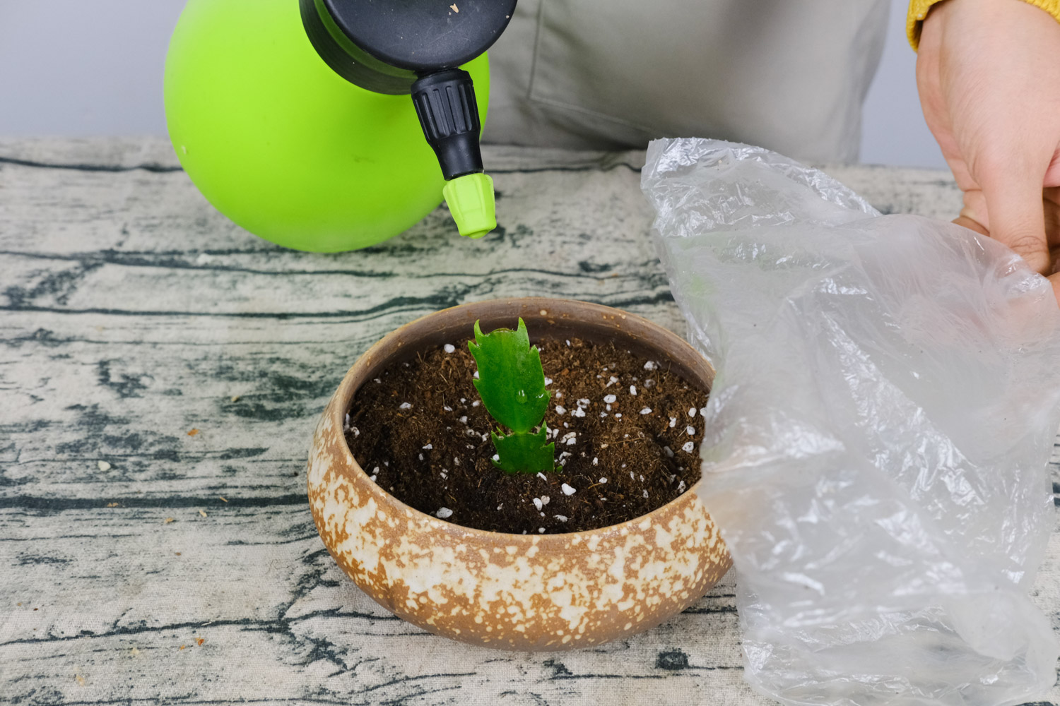 蟹爪兰叶子干瘪如何办