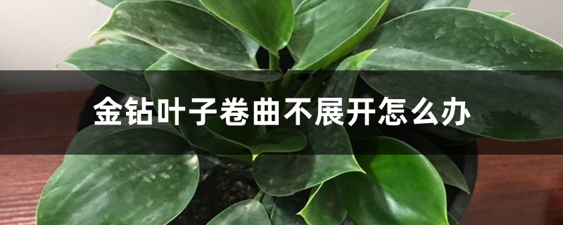 金钻叶子卷曲不展开如何办