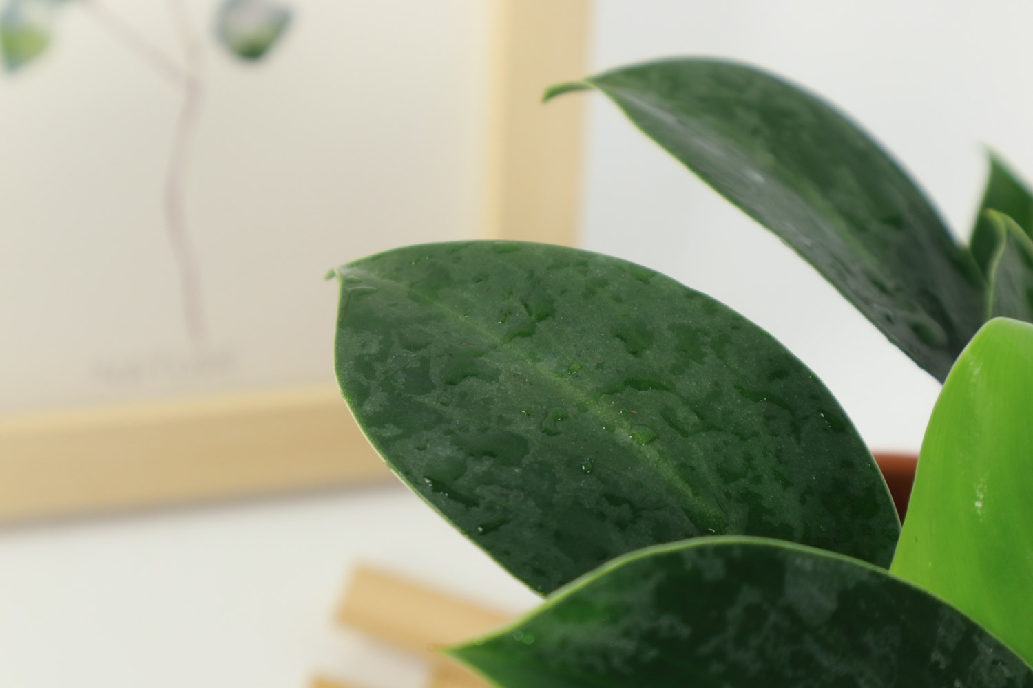 金钻 金钻叶子卷曲不展开如何办