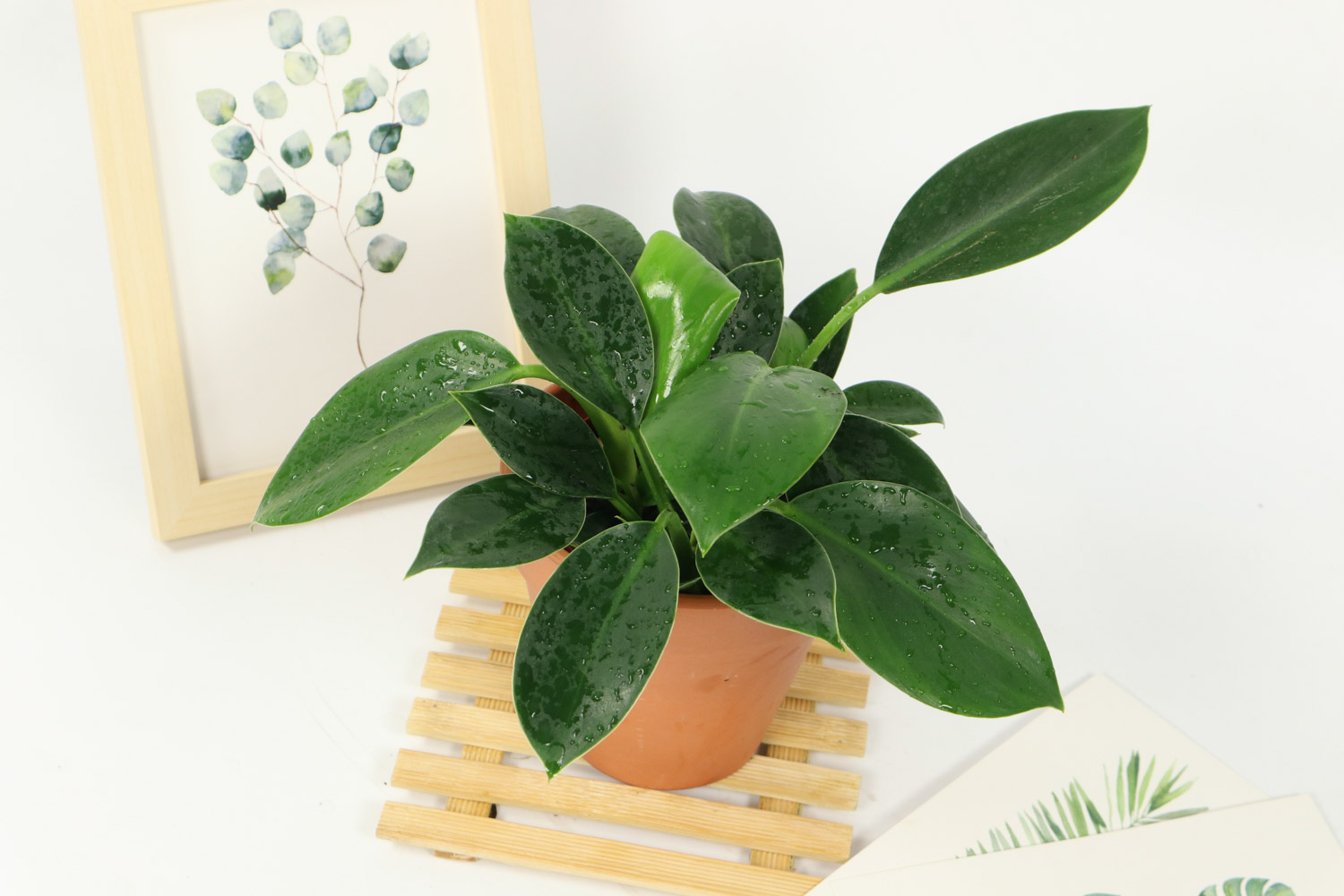 金钻 金钻叶子卷曲不展开如何办