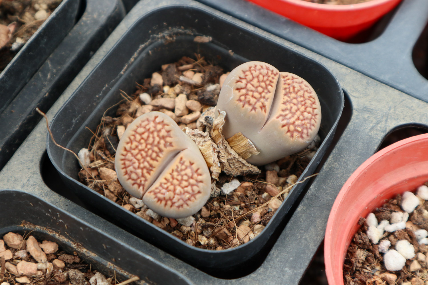 生石花化水了如何办