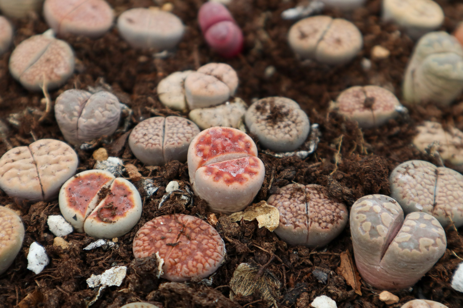 生石花长高了如何办