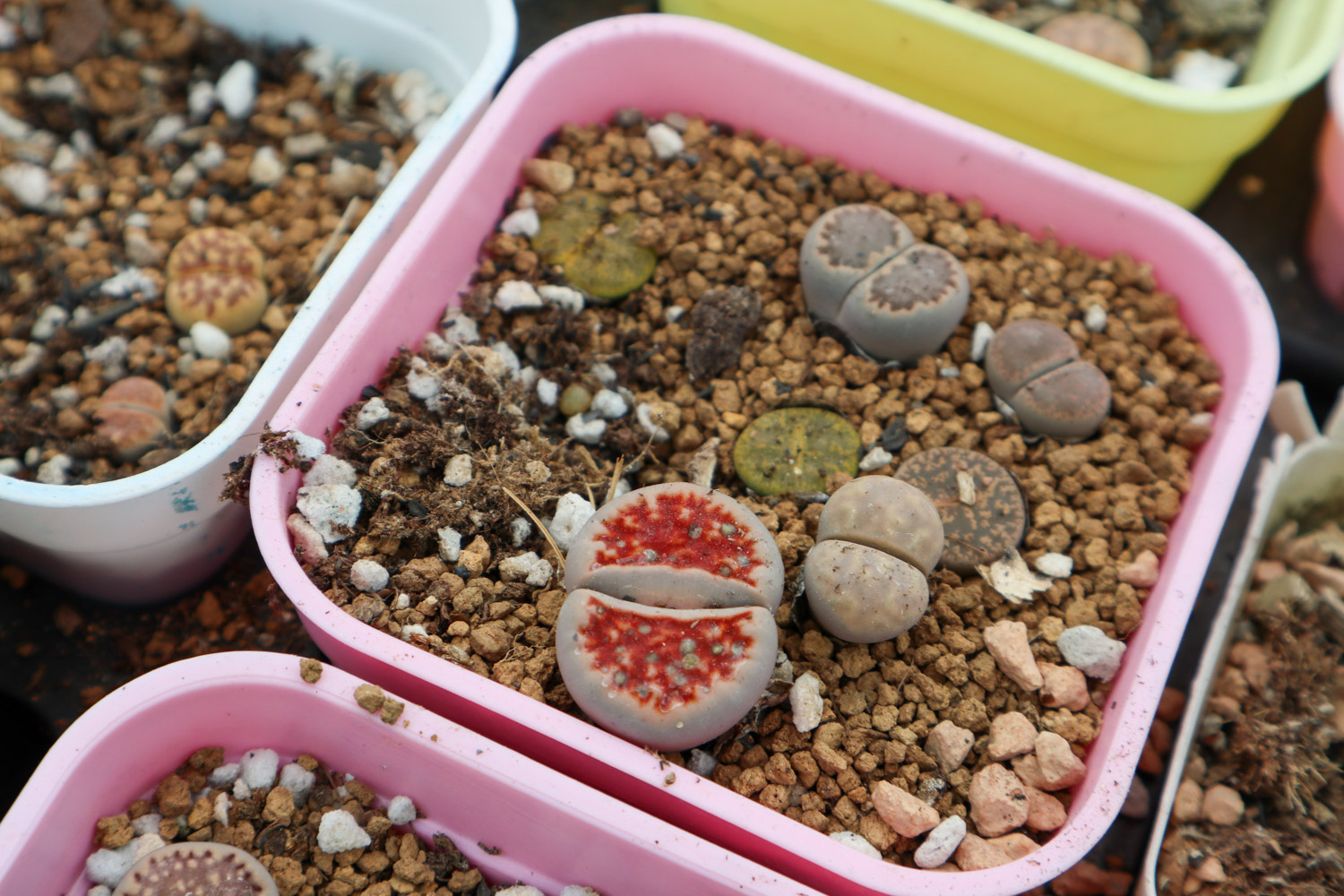 生石花长高了如何办