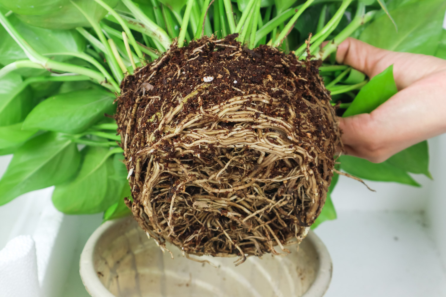 大叶绿萝叶子变小如何办