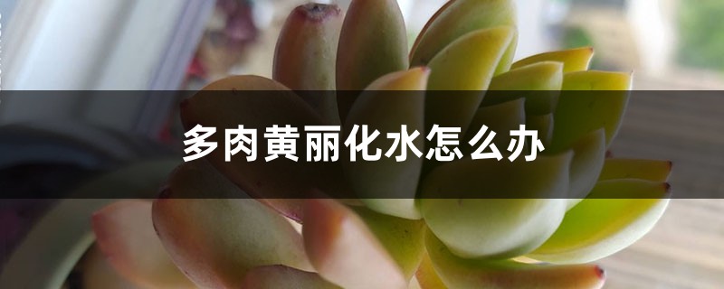 多肉黄丽化水如何办