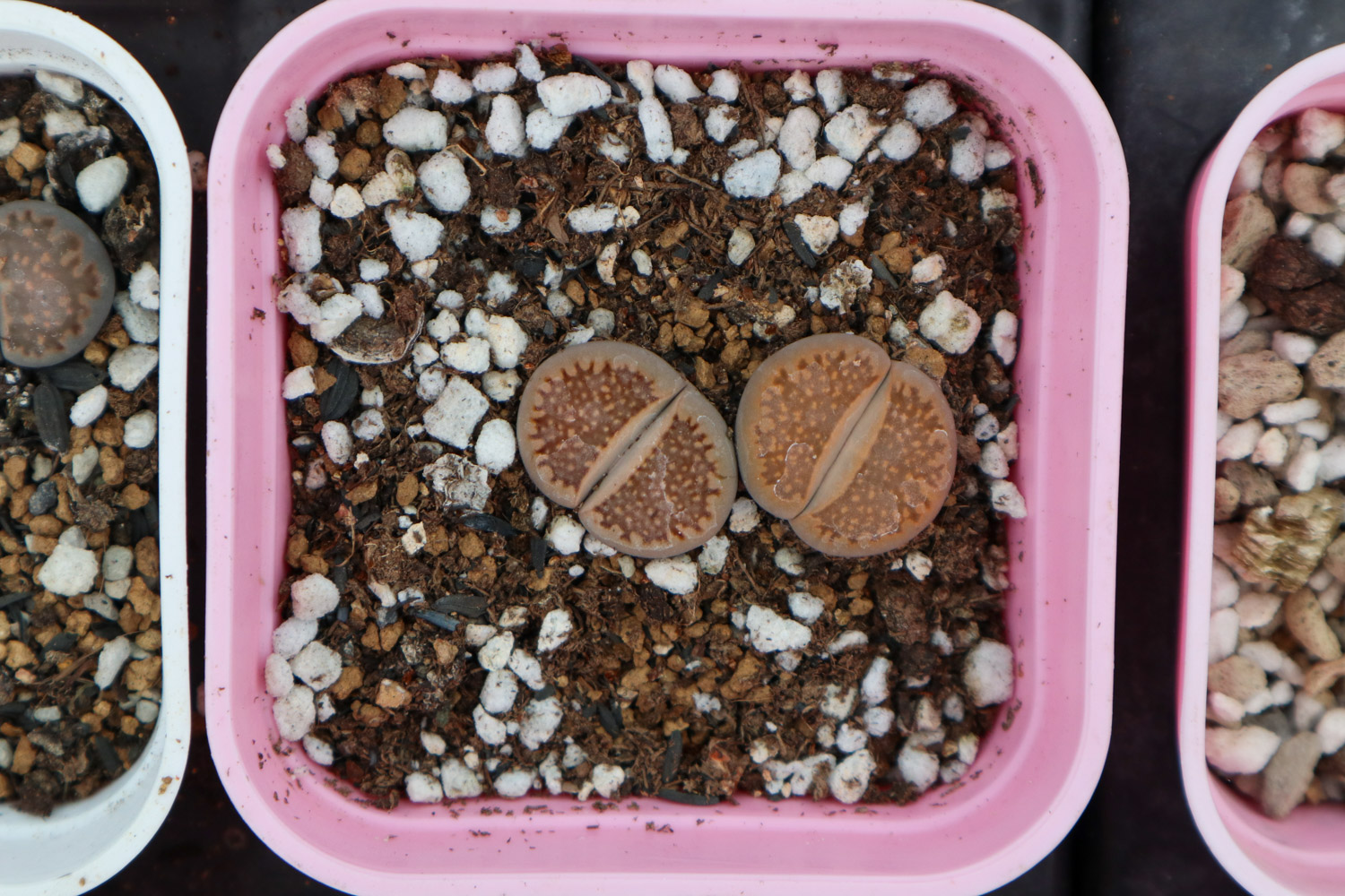 生石花化水如何办