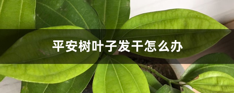平安树叶子发干如何办