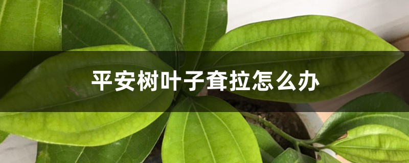 平安树叶子耷拉如何办