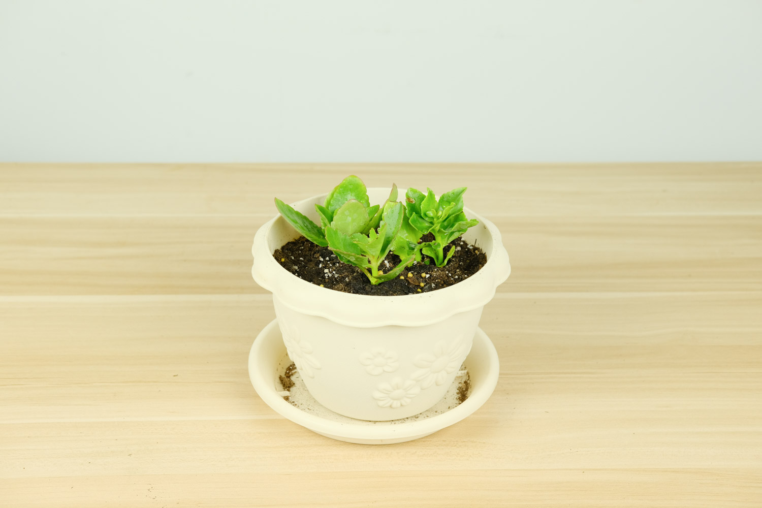 长寿花很茂盛却不开花的原因