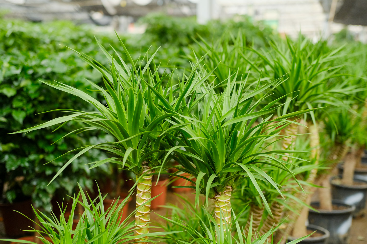 龙血树 龙血树叶尖干枯如何救