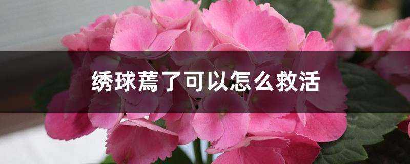 绣球蔫了可以如何救活