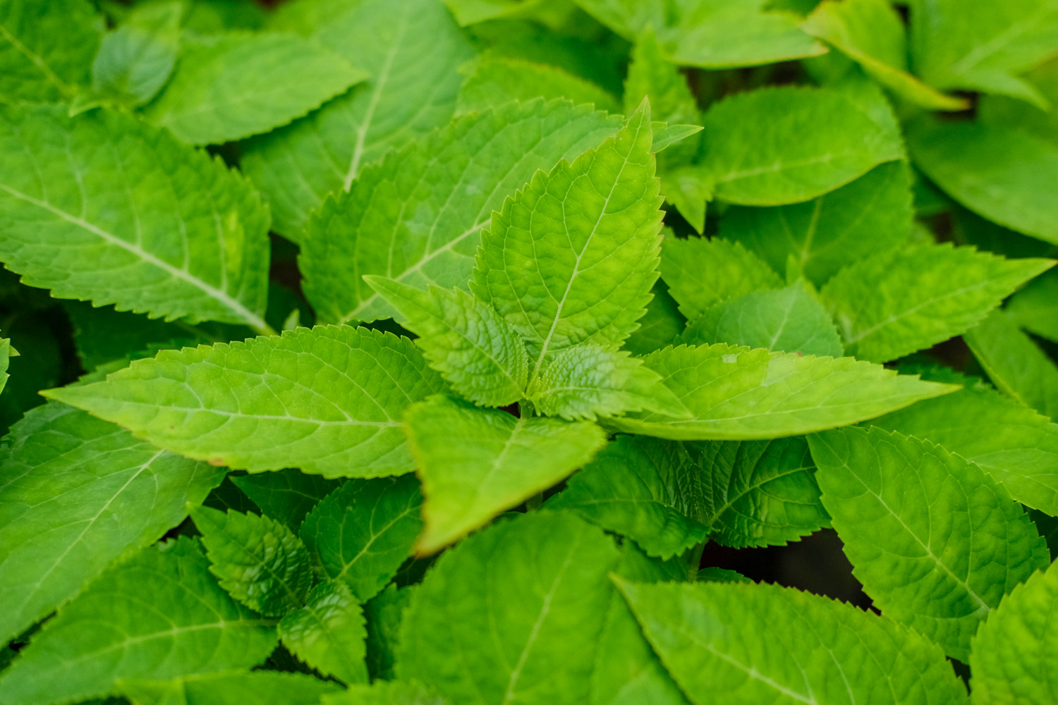 绣球蔫了可以如何救活