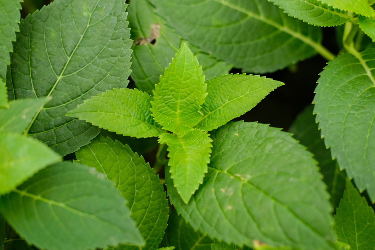 绣球蔫了可以如何救活