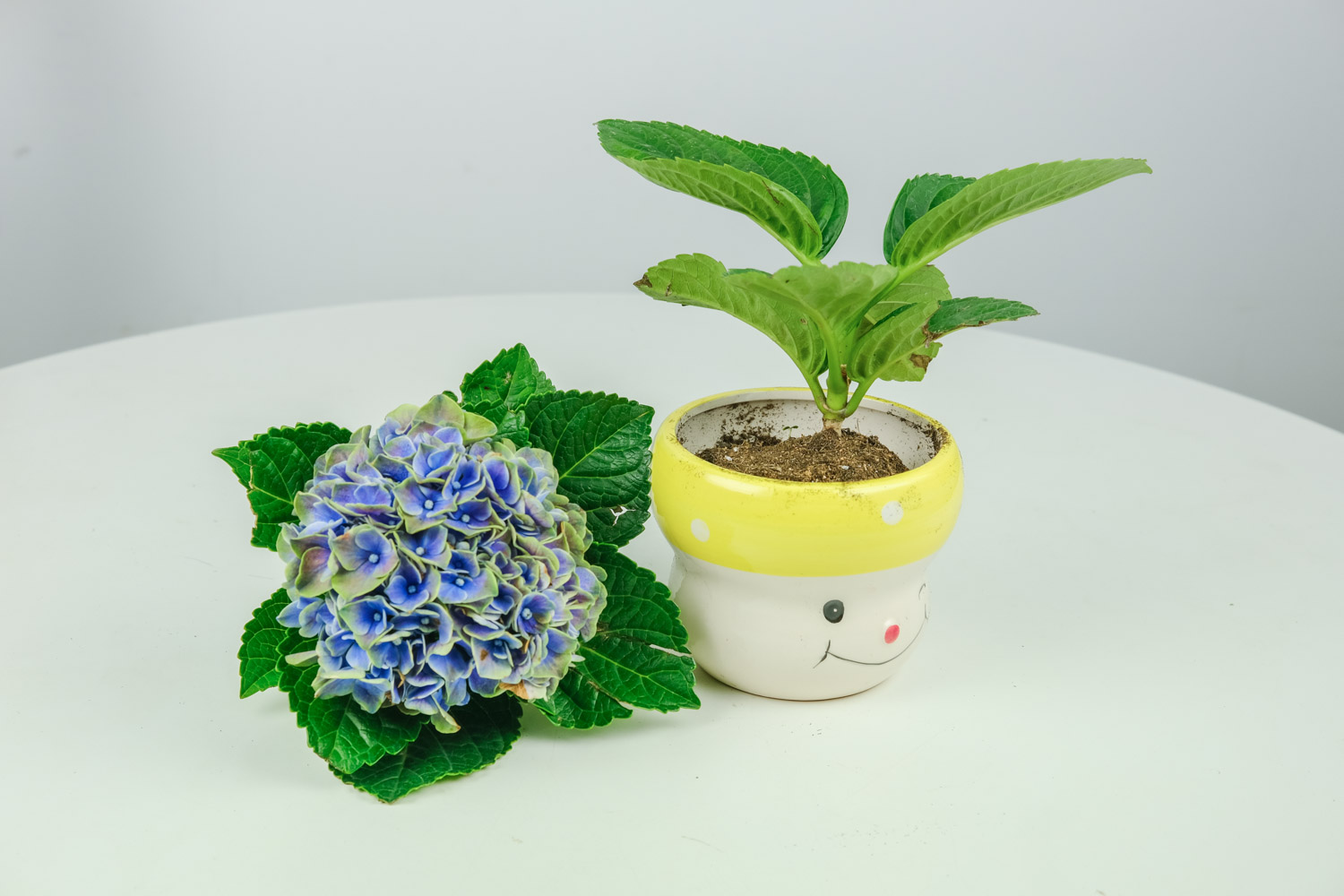 绣球为何老是蔫叶子