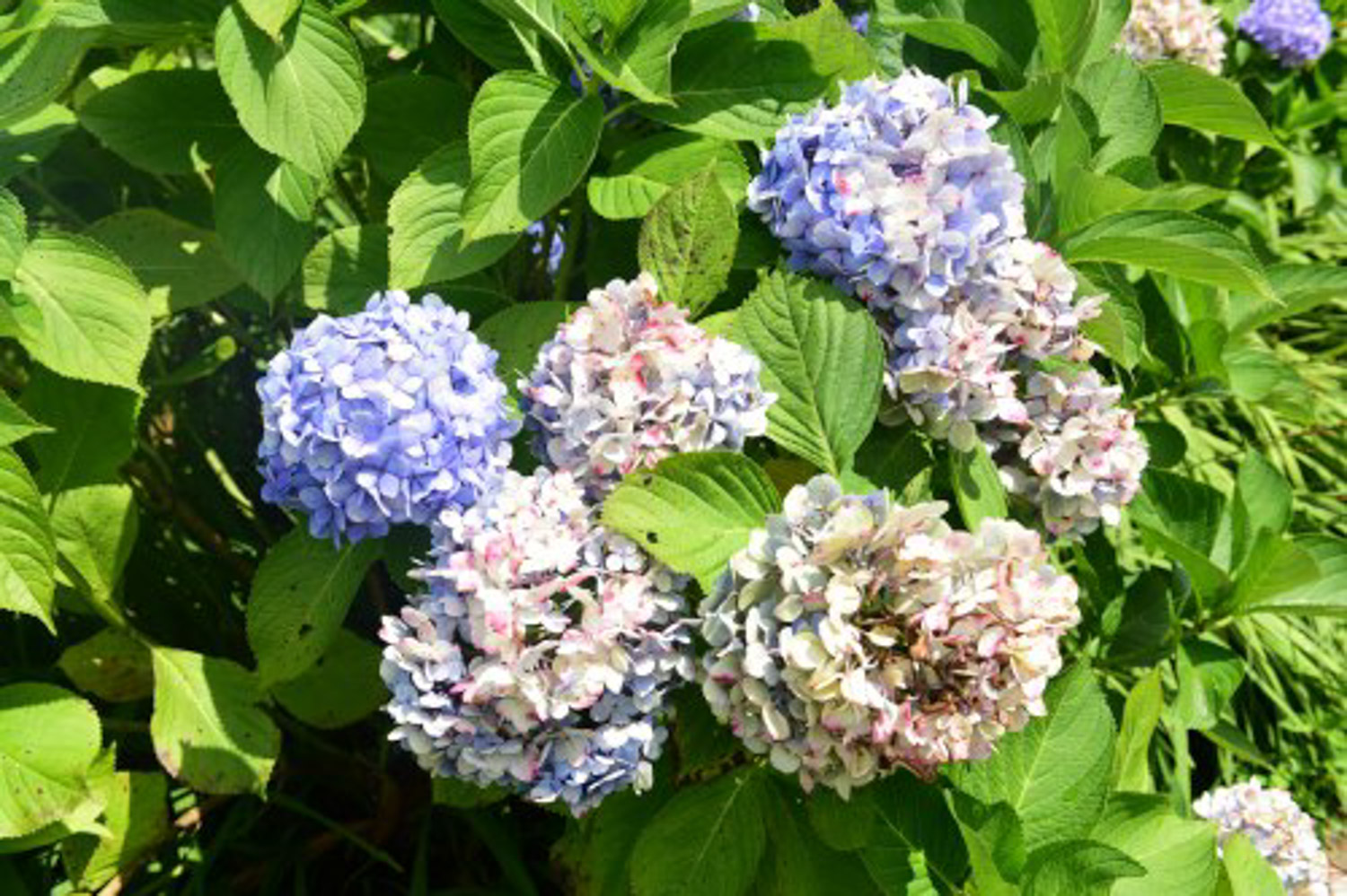 绣球为何老是蔫叶子